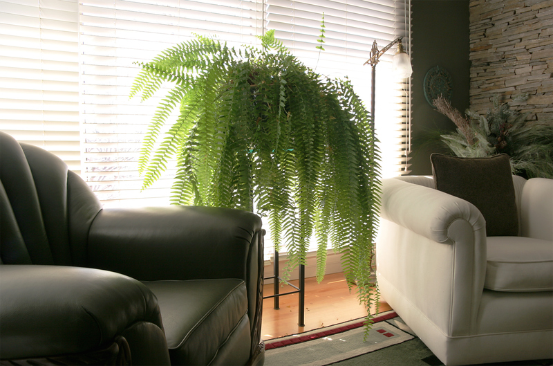 Cool It With the Ferns | Getty Images Photo by Solidago